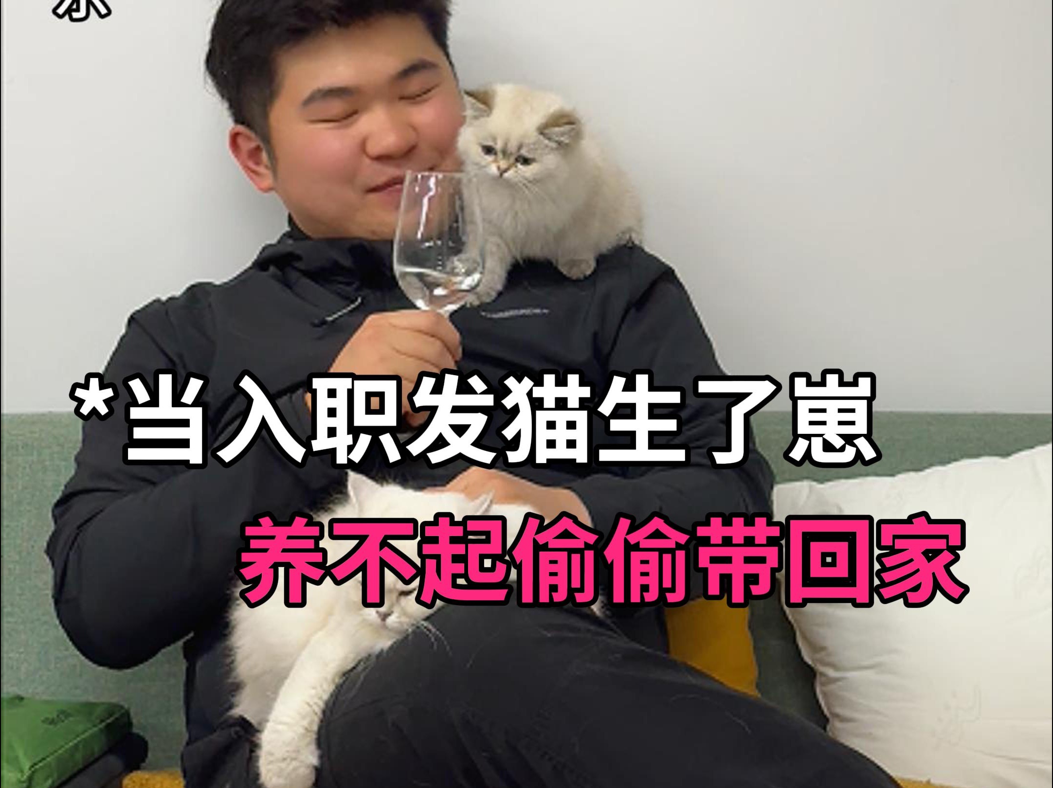 当入职领的猫生了小崽子!哔哩哔哩bilibili