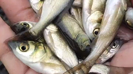 东莞市石龙水产鱼苗种场鱼苗批发养殖场