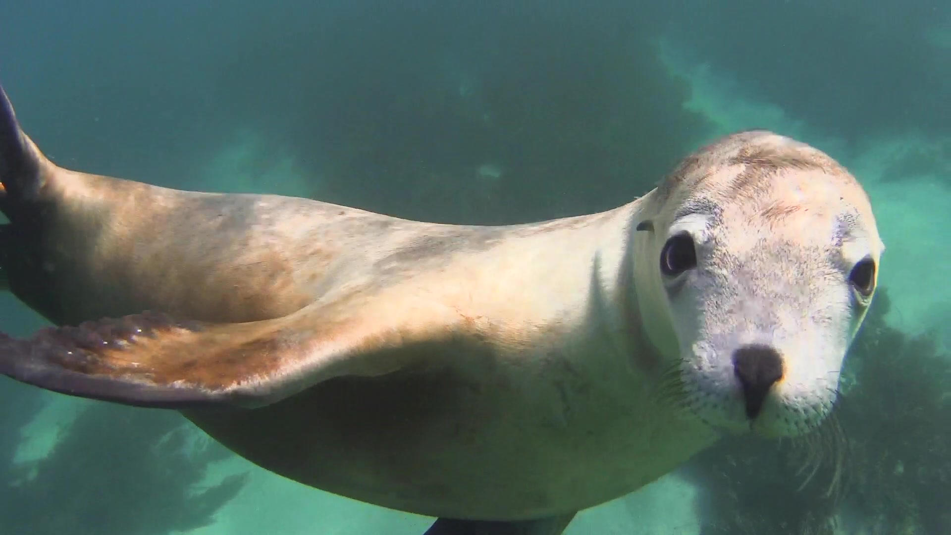 澳洲海狮宝宝在向你挥手啦～ 林肯港 adventure bay charters!