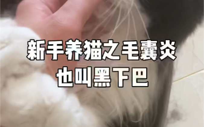 新手养猫之毛囊炎也叫黑下巴哔哩哔哩bilibili