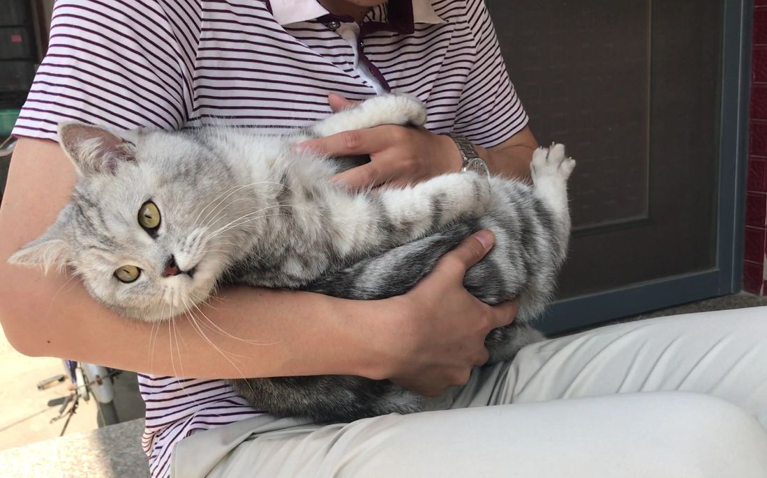 小巨头的日常★《猫奴粉字菌的痴汉拍摄合集11:豪华猫屋》