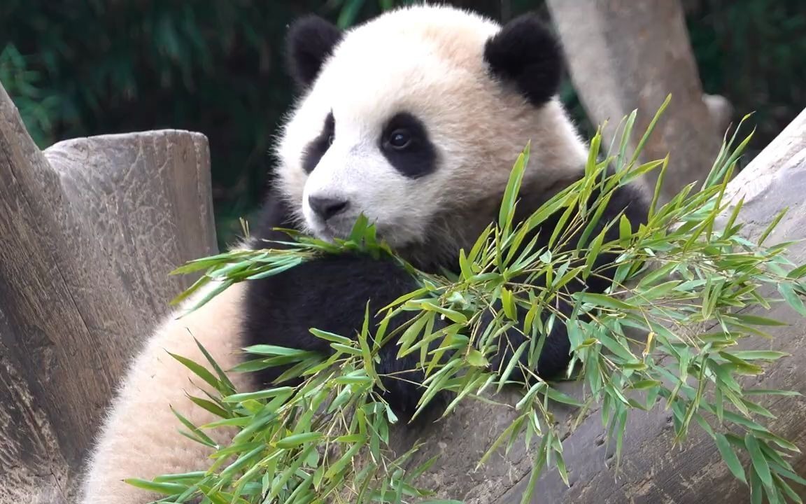 福宝的小瞬间 baby panda fubao secret