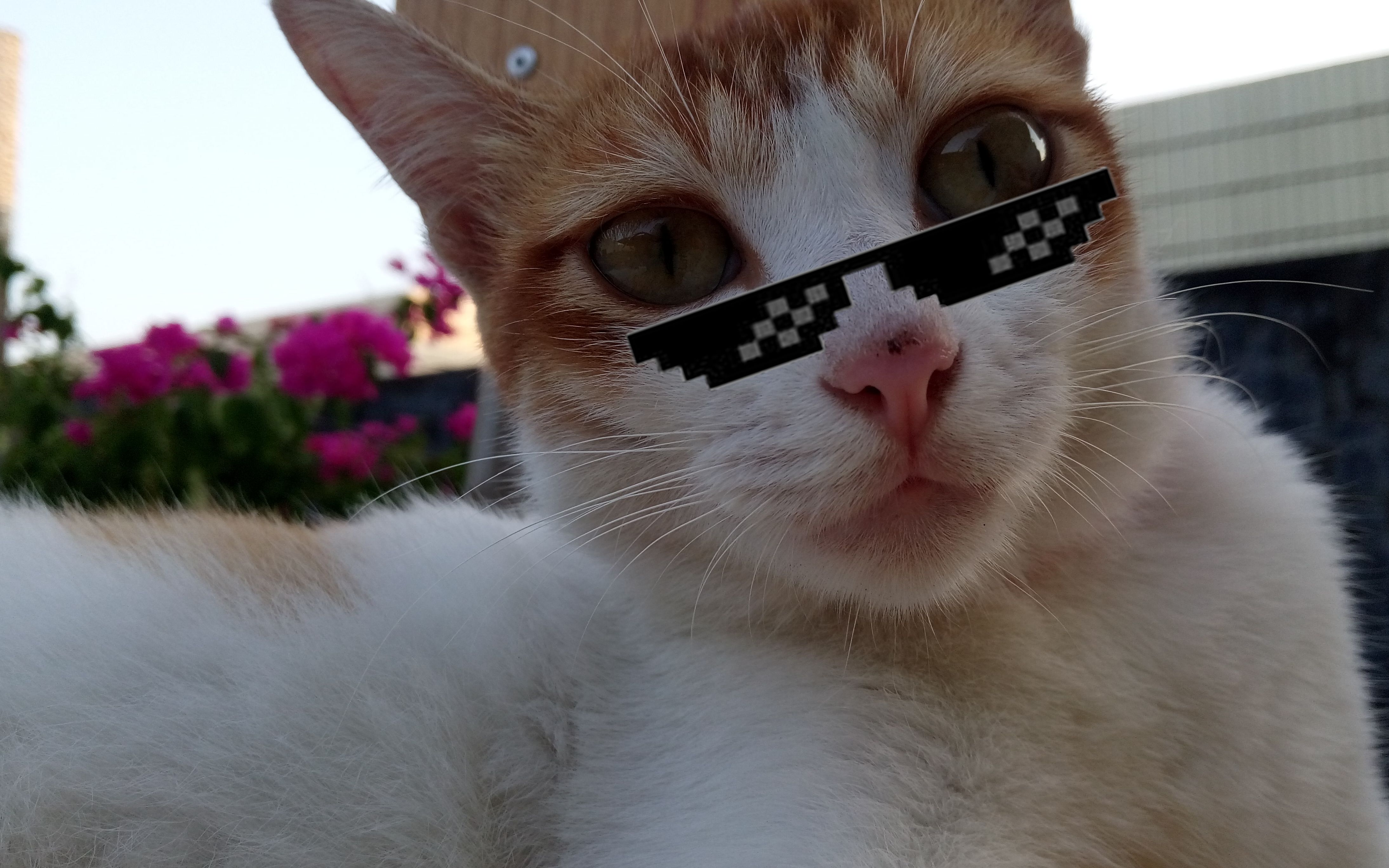 喵喵喵喵喵?【猫咪鬼畜】