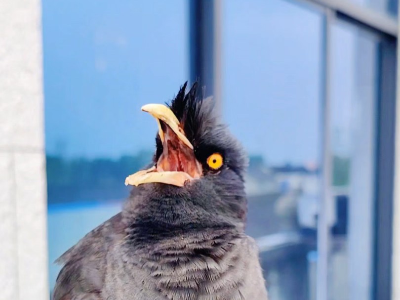 不就是模仿小猫和小狗的叫声吗,还真难不倒这只八哥小鸟.真聪明