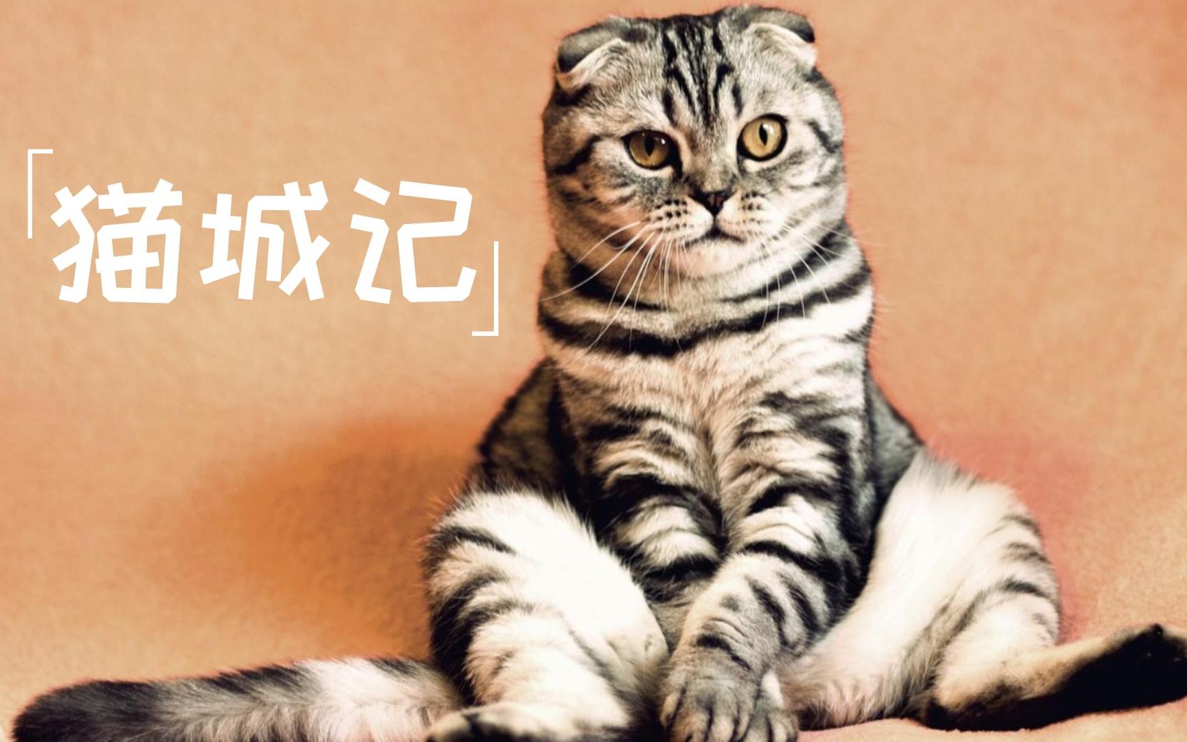 喵星人?《猫城记》老舍所著的一篇“科幻小说”01哔哩哔哩bilibili