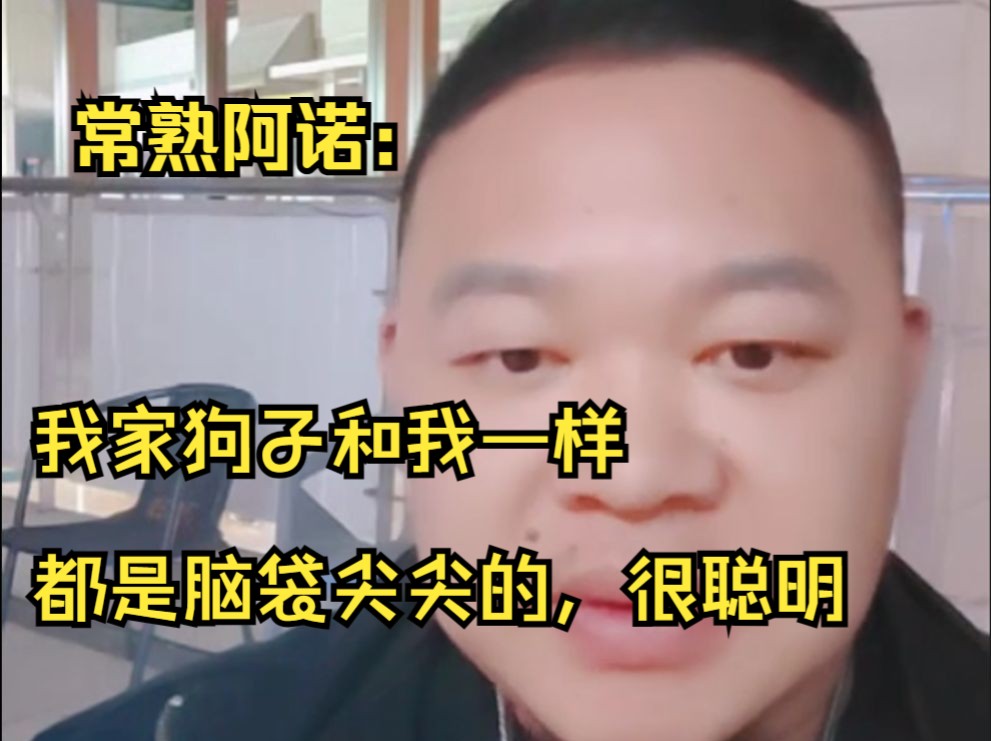 常熟阿诺直播炫狗:我家狗子和我一样,脑袋尖尖的很聪明