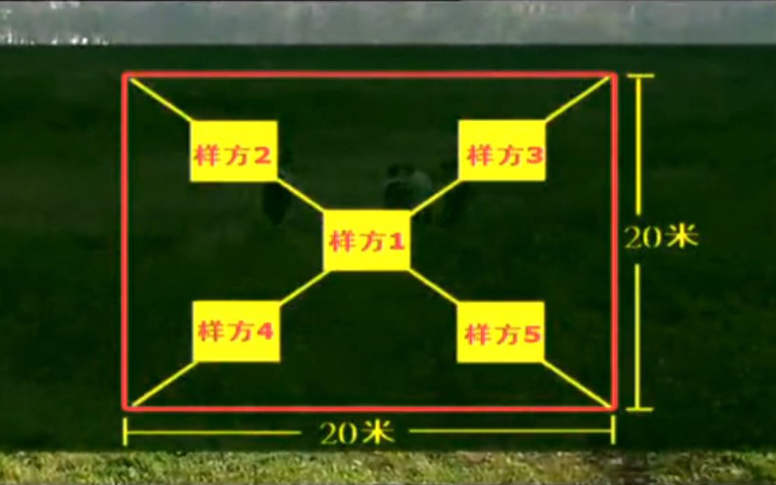 【科学实验】传说中的五点取样法哔哩哔哩bilibili