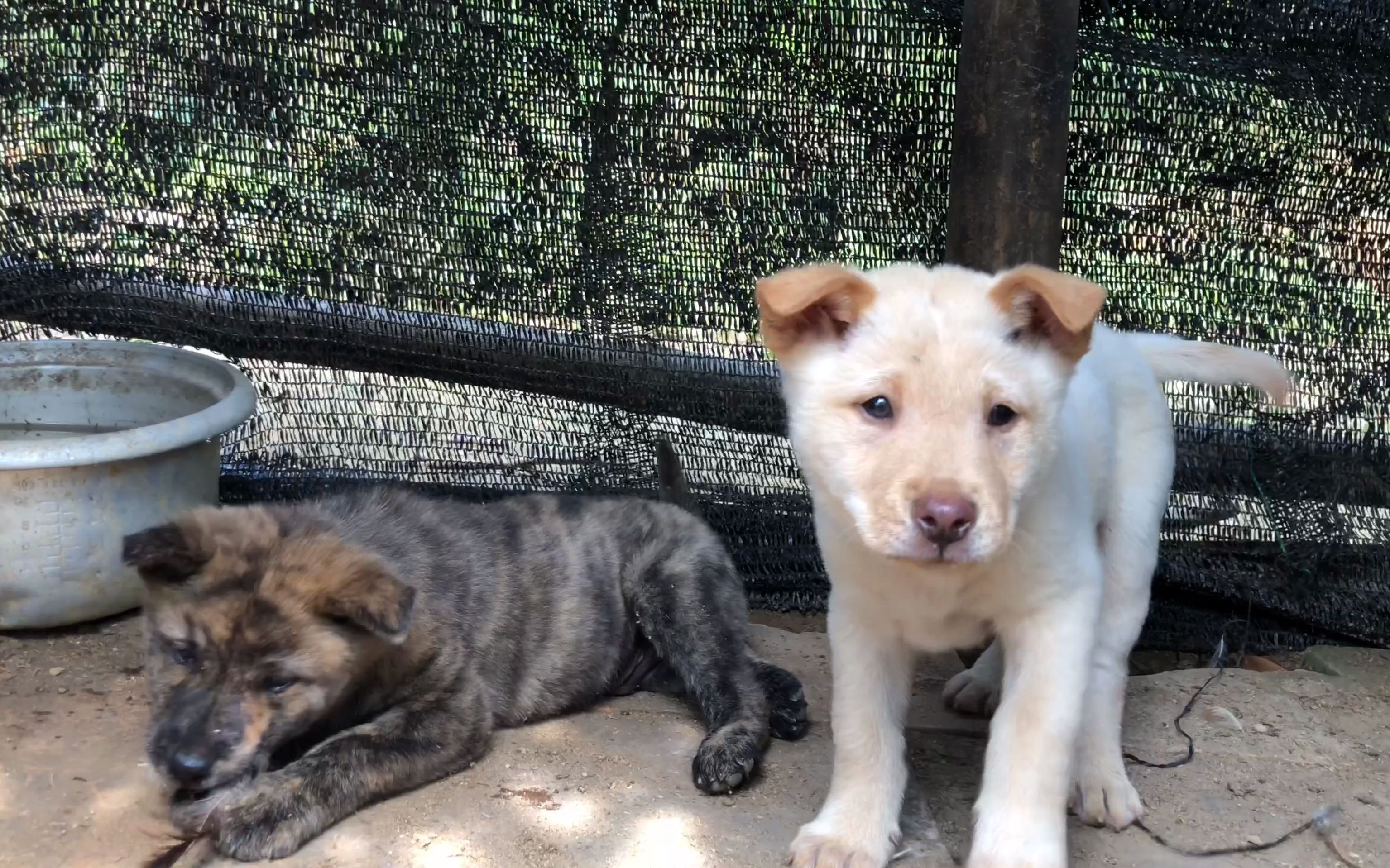 難怪虎斑犬外面很難看到,原來靚狗都是藏起來養,這次真是大開眼界