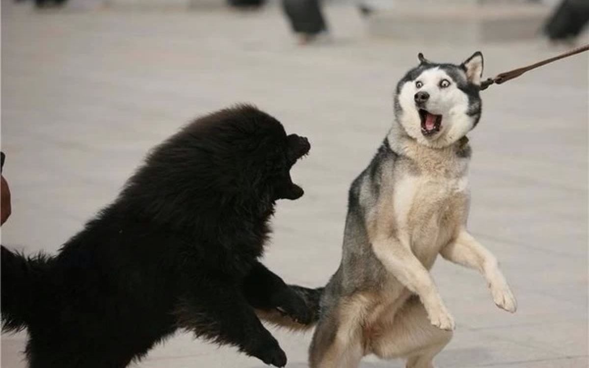 动物们的沙雕时刻 太逗了吧