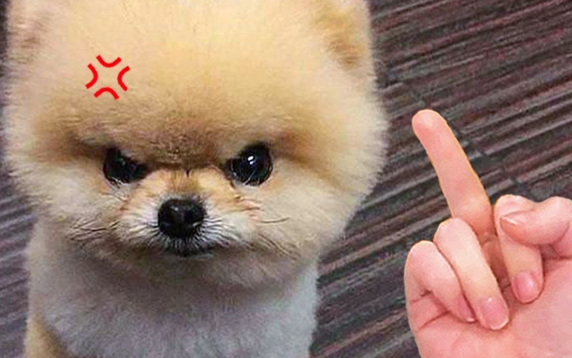 沙雕动物在这里 搞笑萌宠合集-470