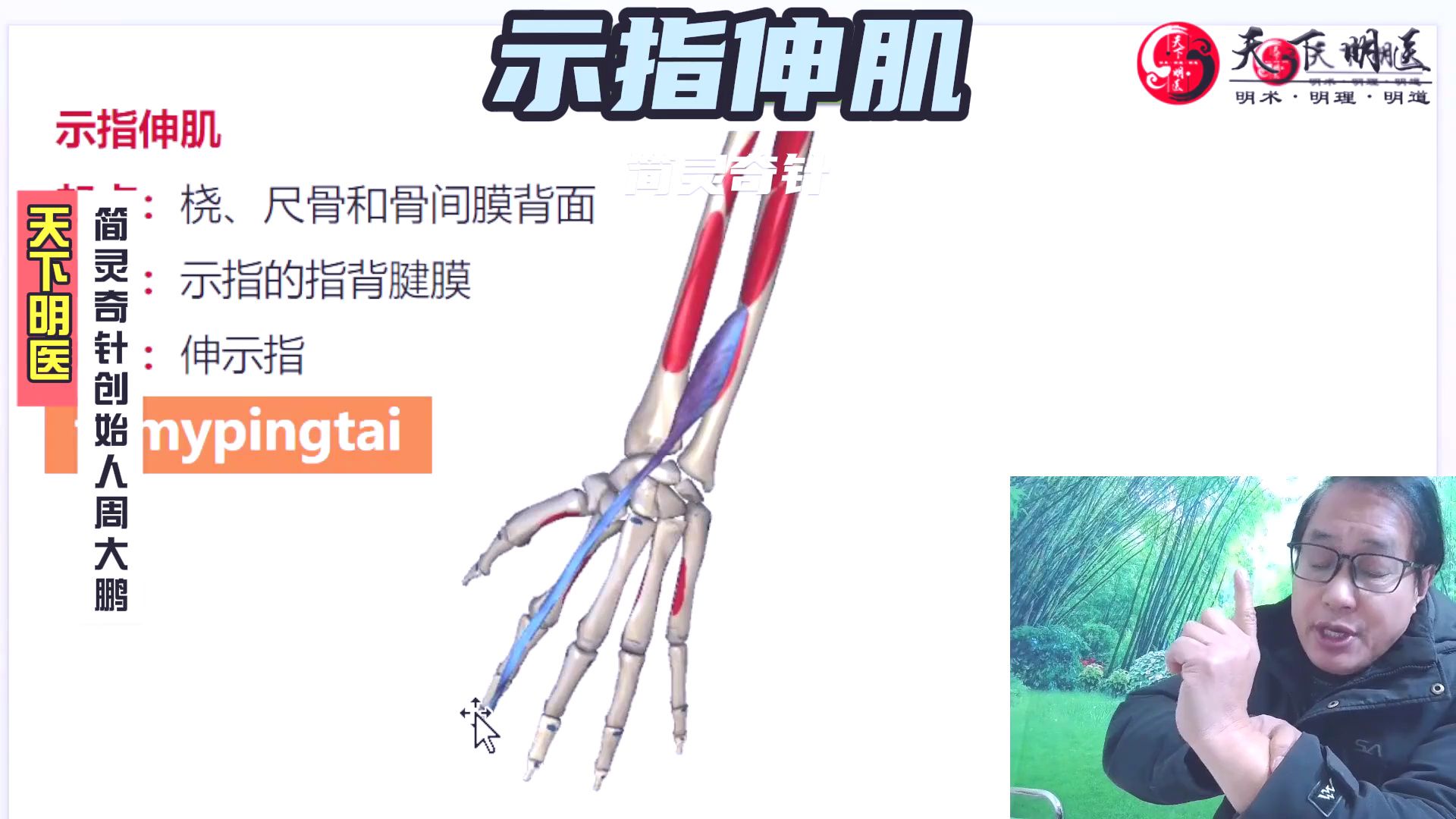 示指伸肌——手指疼痛,僵硬,手指关节酸痛!