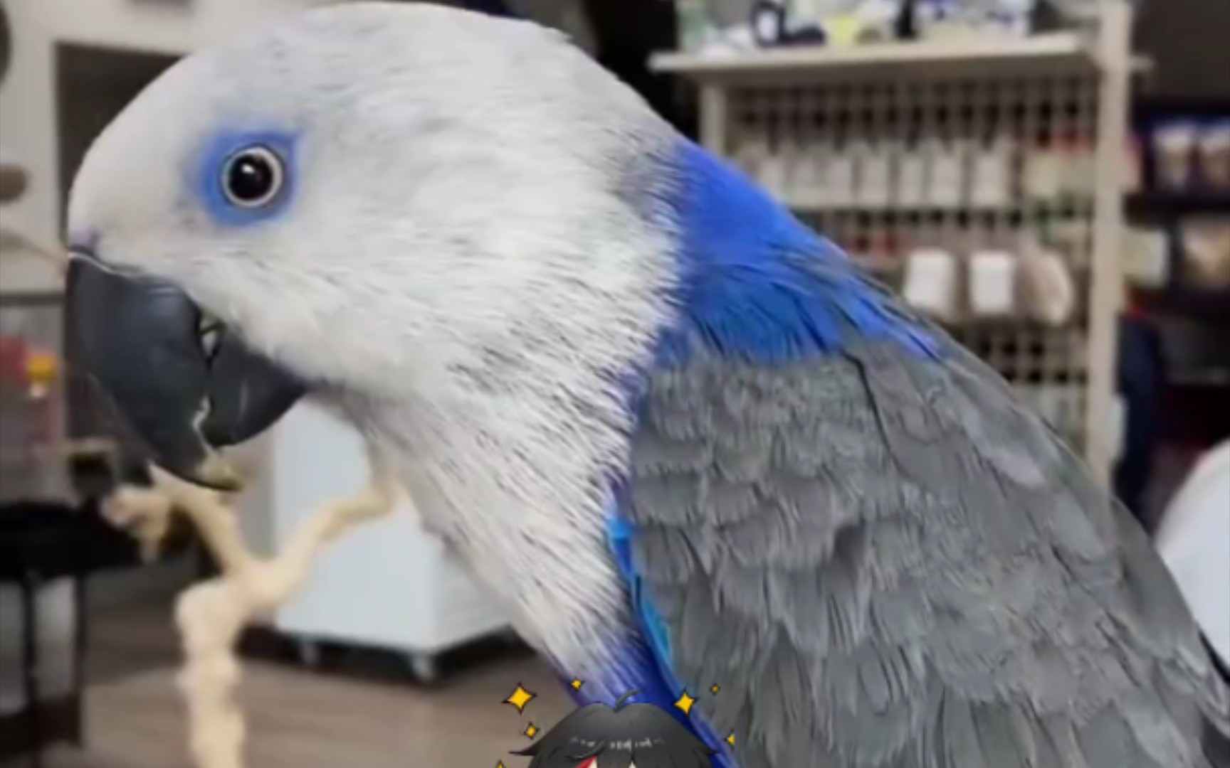 变异的折衷鹦鹉 有没有很酷