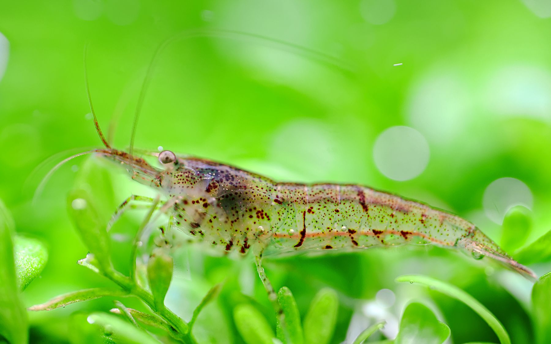 草缸清洁工之黑壳虾|高清草缸世界|微距|极致画质
