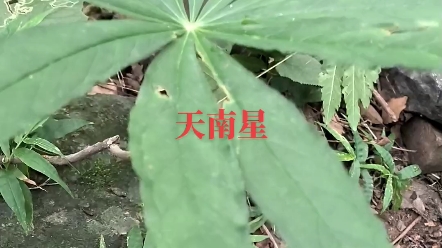 认识一下:天南星,风湿骨病常用的一味药哔哩哔哩bilibili