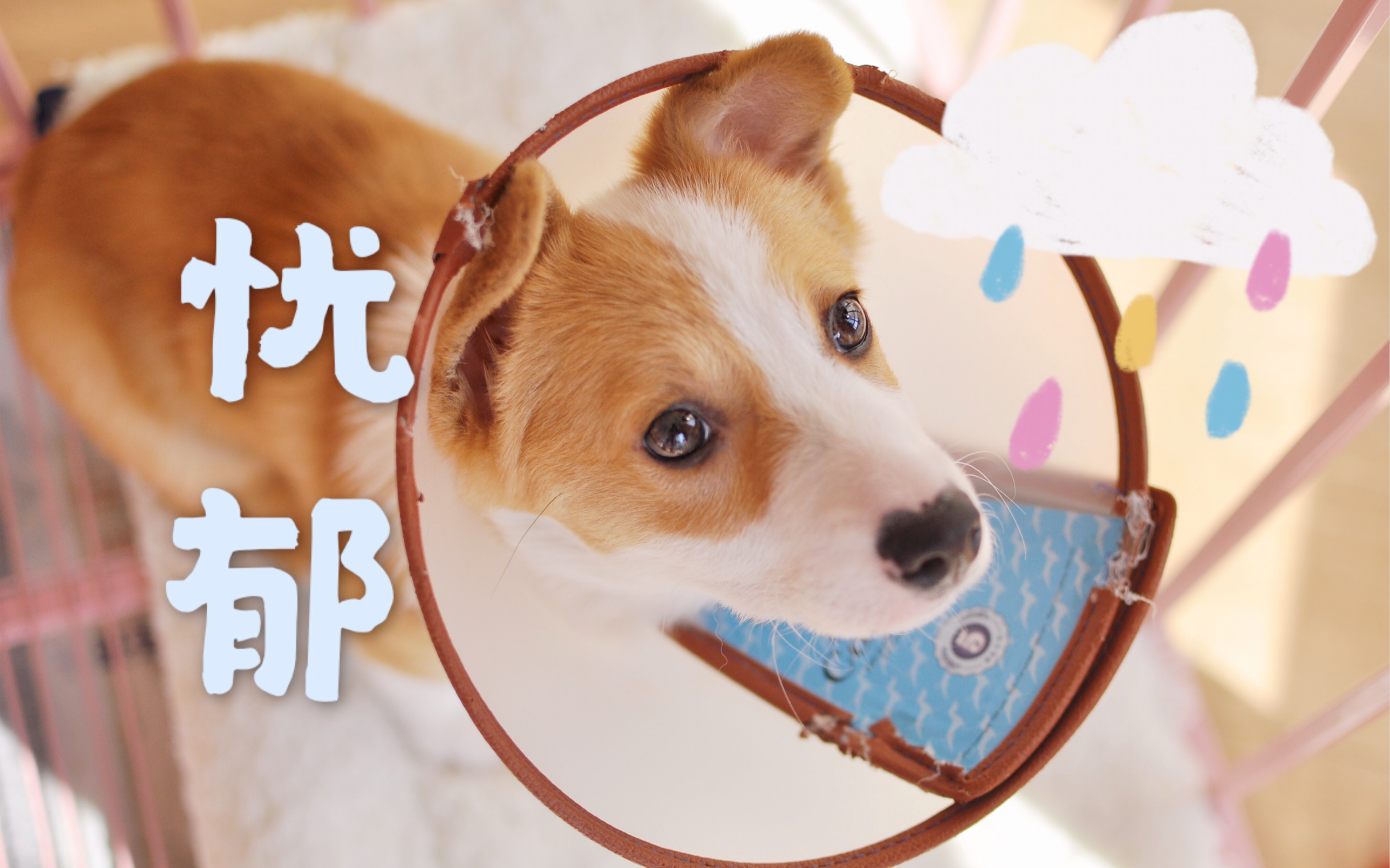 软萌小柯基搞笑又可怜,第一次戴圈圈的忧郁狗子