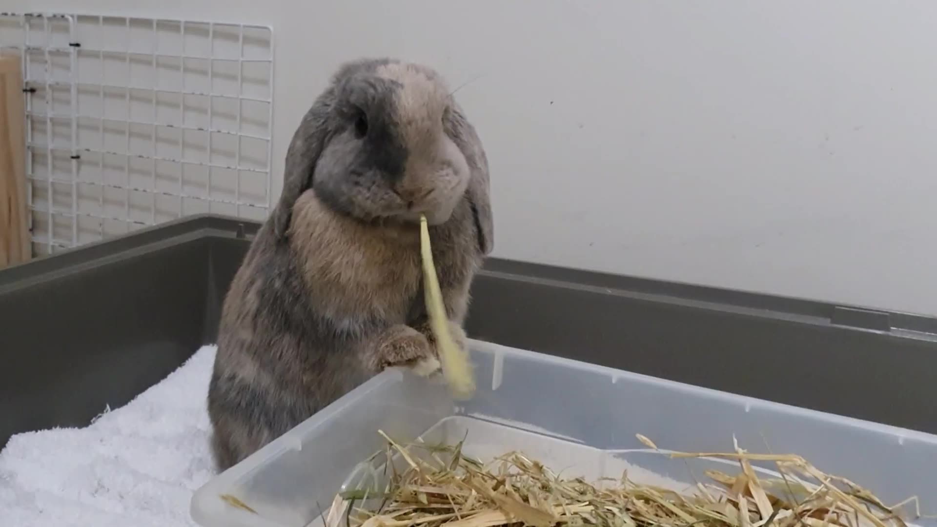 【兔子】宅在家里没事干,来看兔兔吃草吧