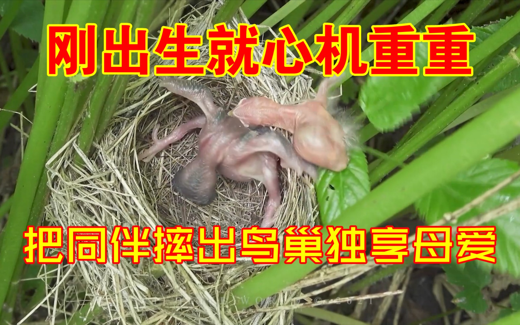 鸟界中的灭霸刚出生就会谋杀杜鹃幼鸟拉满求生欲