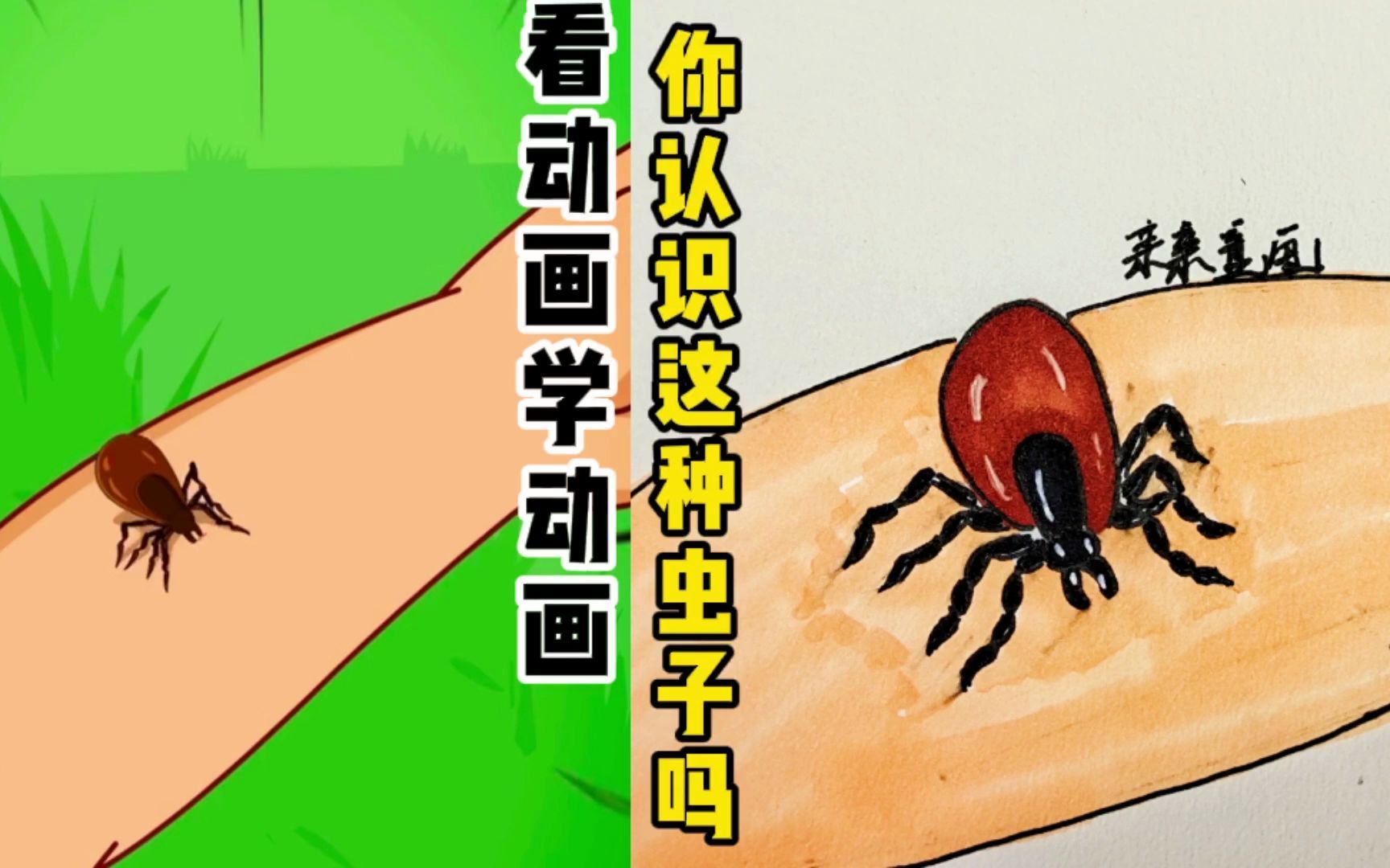 [图]看动画学画画：户外遇到这种虫子，要注意!#动画#袋鼠比比#绘画