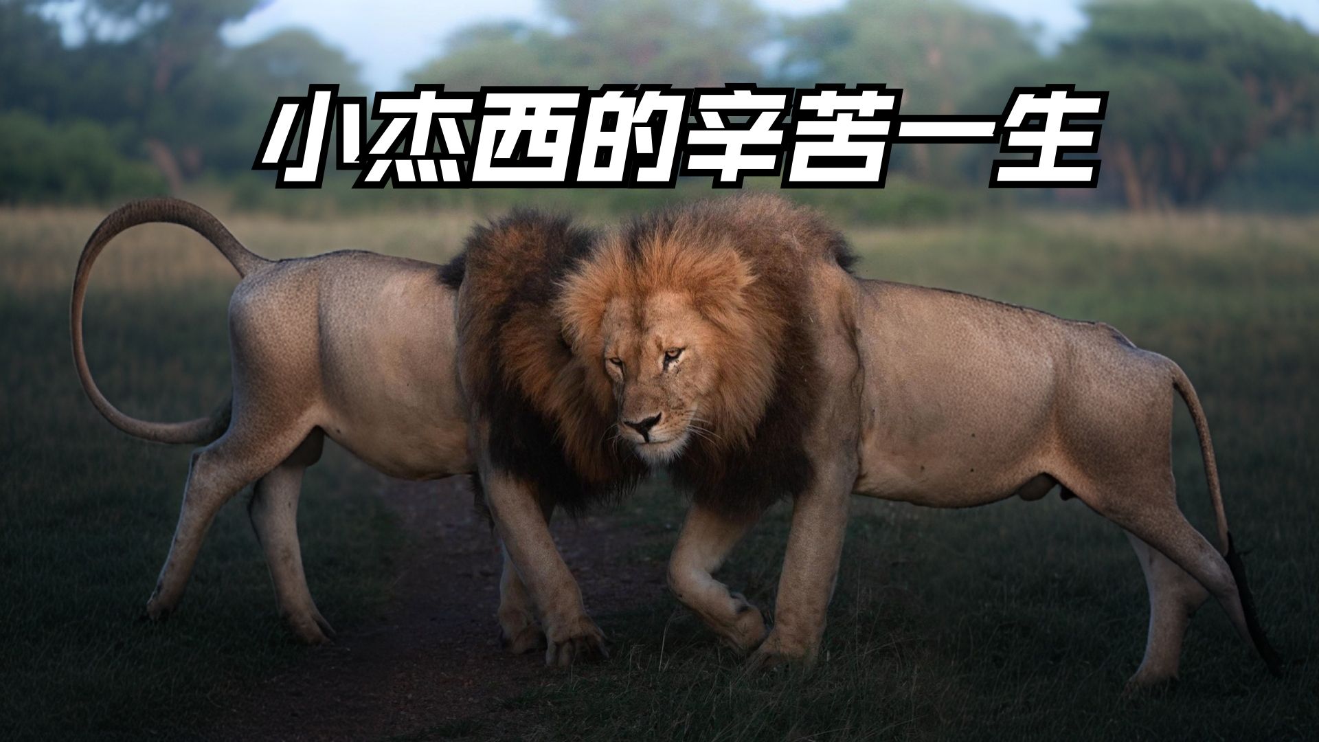 东非最负责任的雄狮,小杰西的传奇一生,最终死在马赛