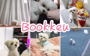 Tải video: 【夫胜宽】Bookkeu每天都好萌好可爱呀 萌翻