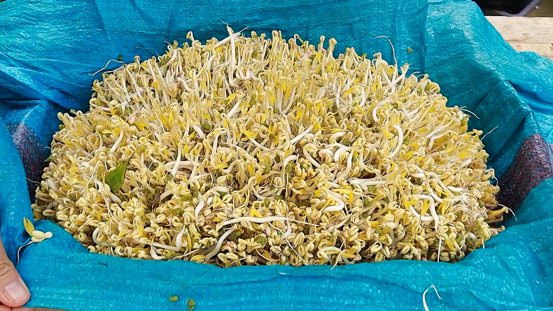 告别传统盆发,利用编织袋自发绿豆芽,方法只需简单几步