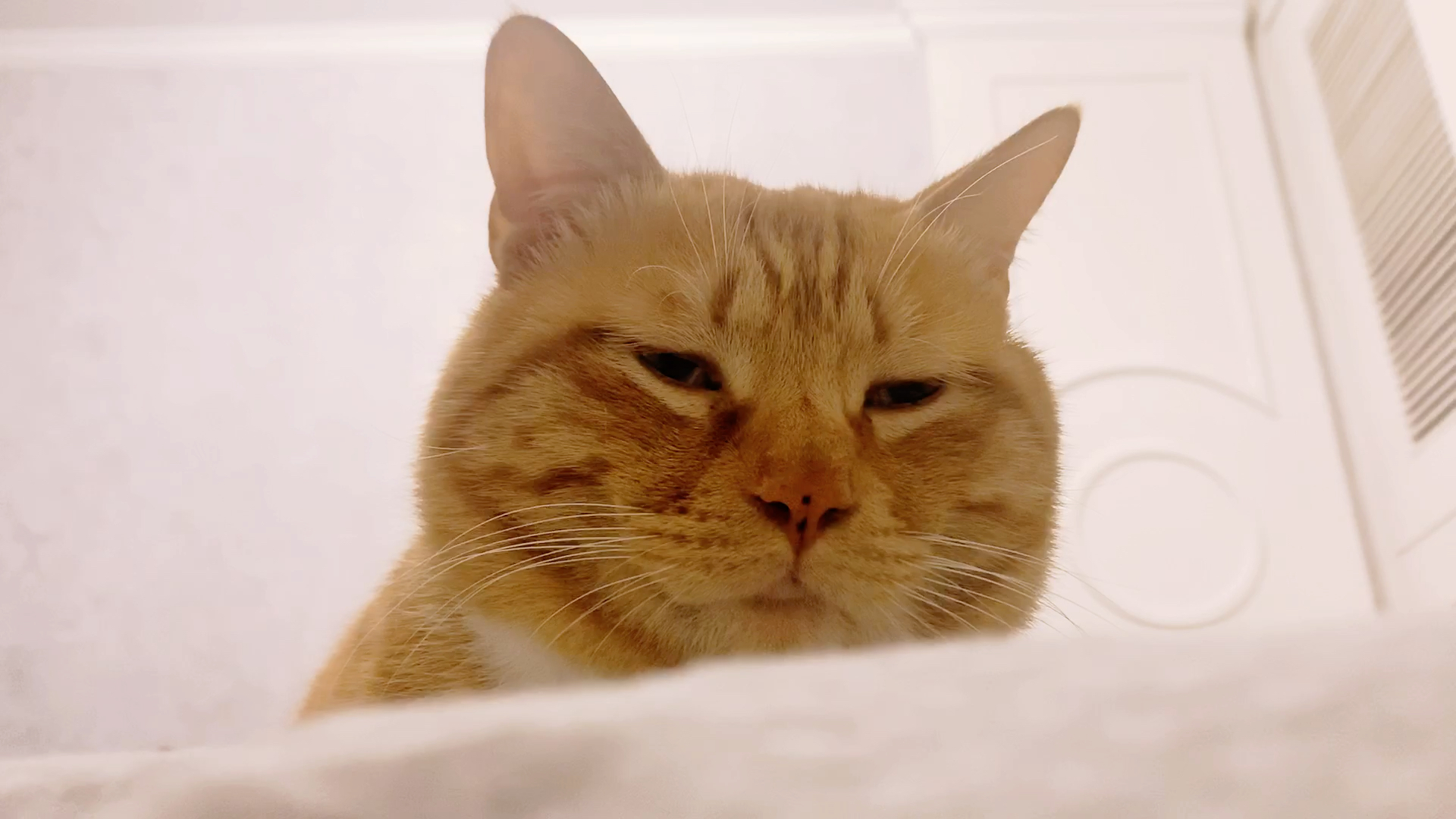 橘猫之丑颜暴击_哔哩哔哩 (゜-゜)つロ 干杯~-bilibili