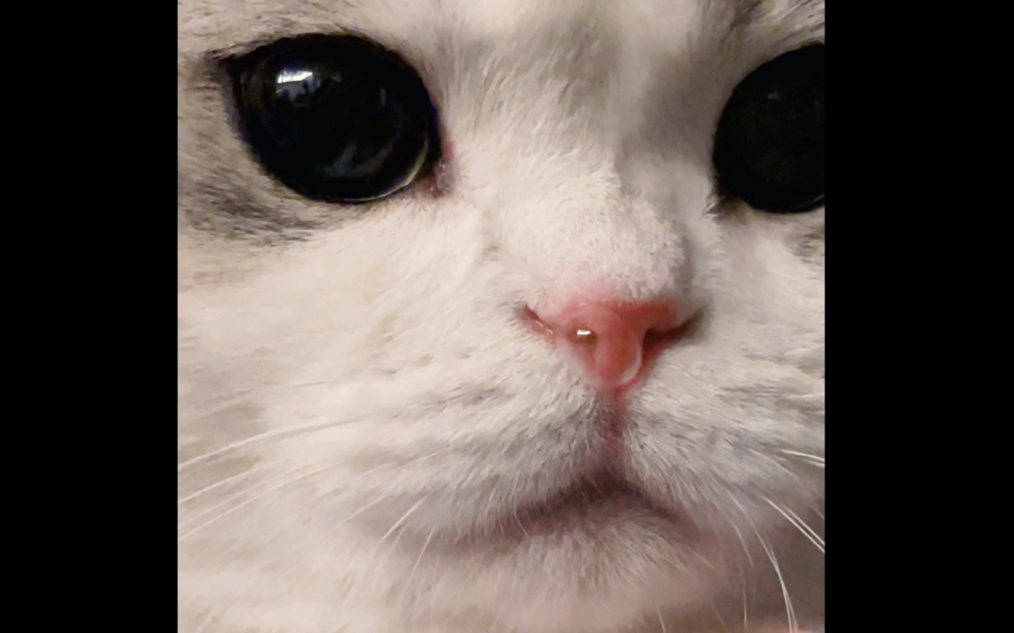 猫咪流鼻涕表情包图片
