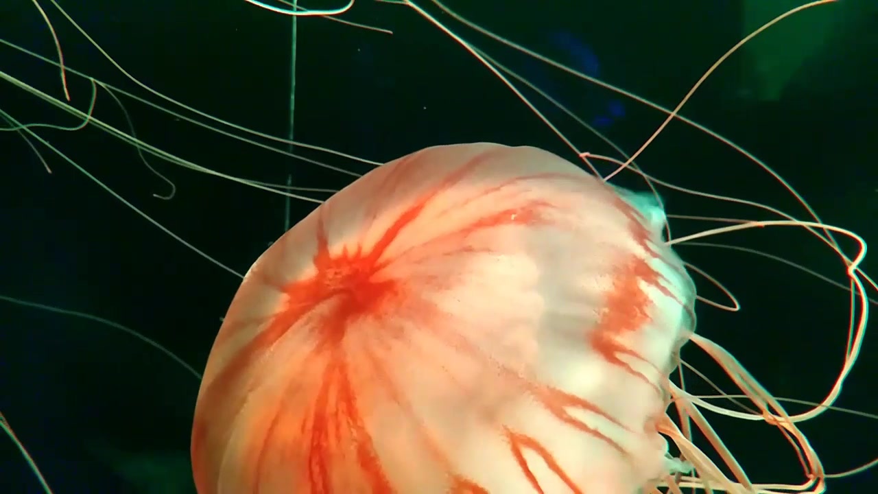 水母看了很想养系列对着百度比了一下大概是天草水母