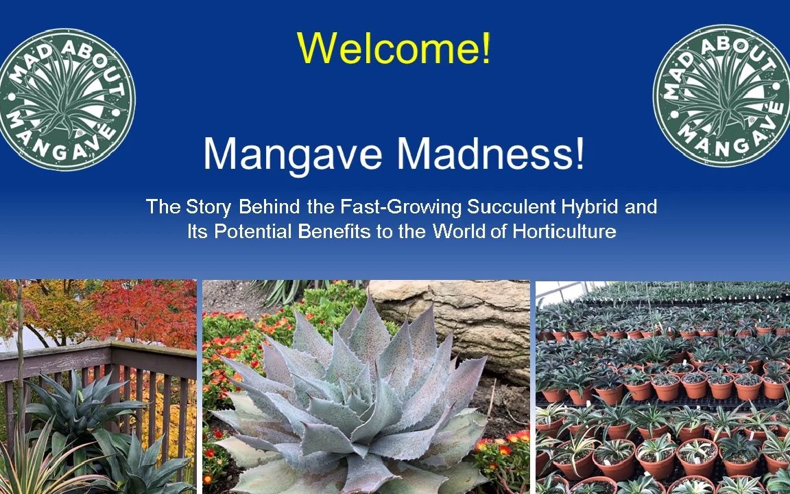 [图]Mangave Madness_ The Story Behind This Fast-Growing Succulent Hybrid