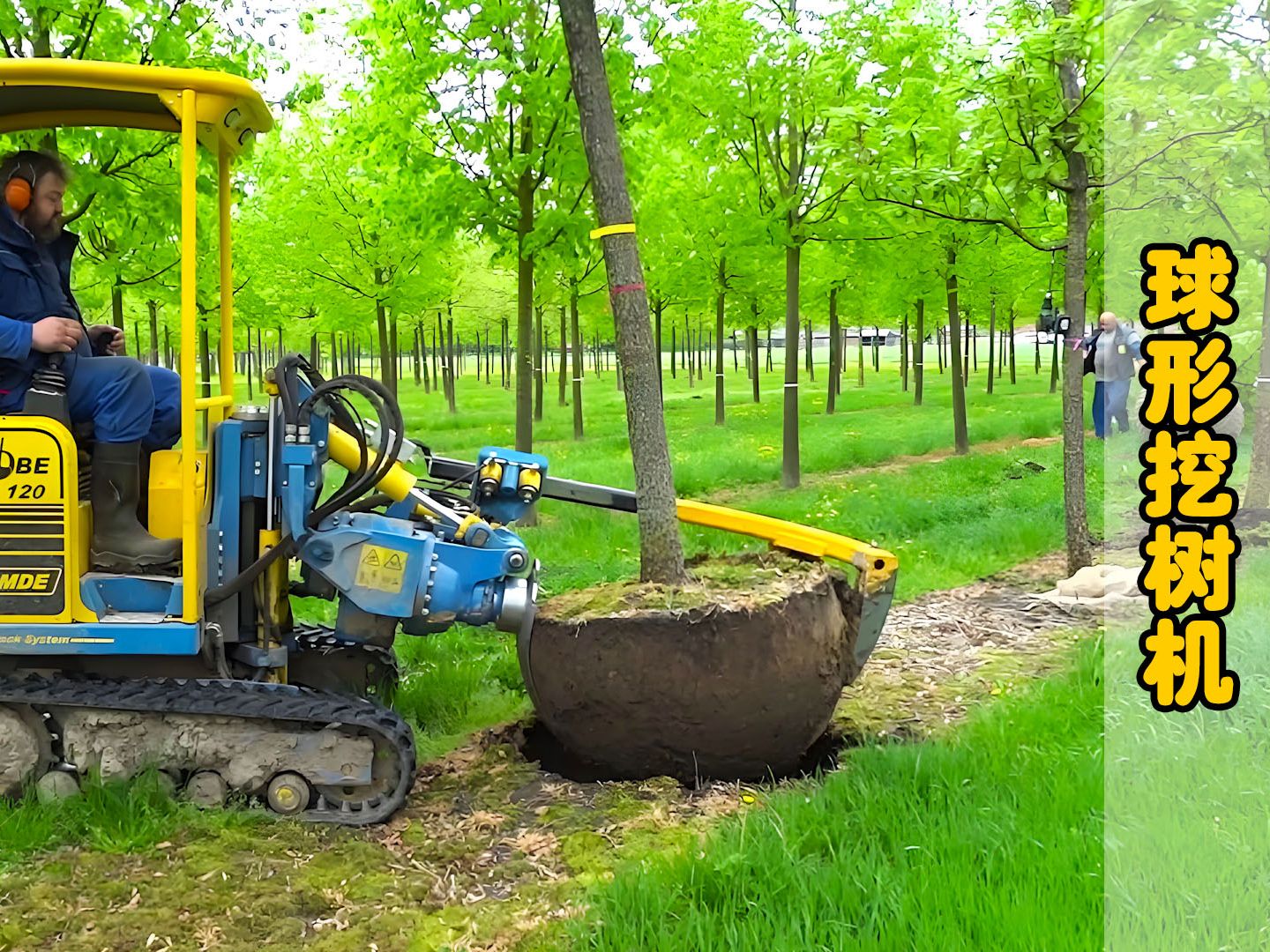 什么是球形挖树机?把弯刀对准土壤转一转,就能轻松完成树木移植