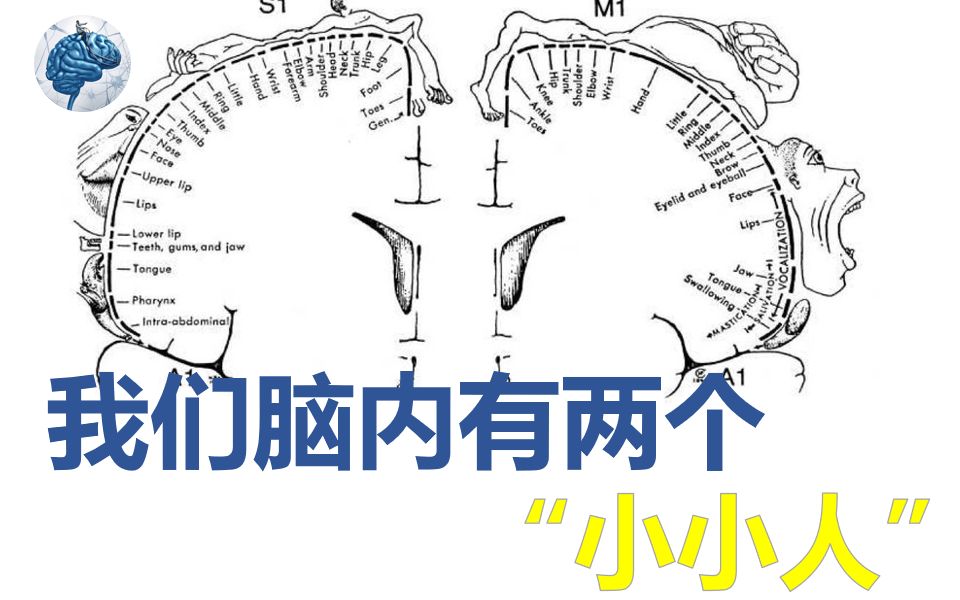 著名的 「 躯体感觉 / 运动侏儒图」 是如何得出的?哔哩哔哩bilibili