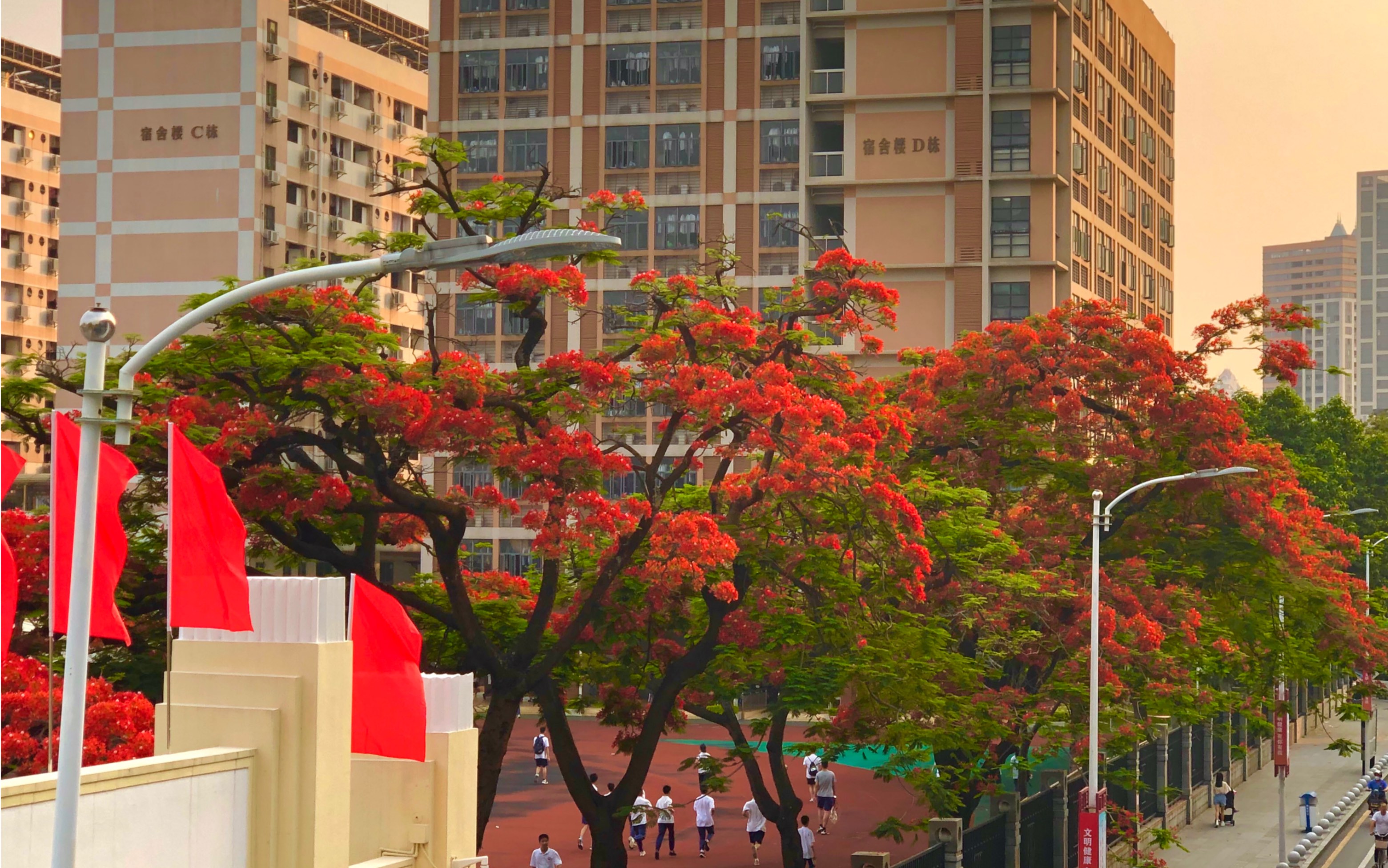 [图]我们分别在凤凰花开的路口#高一#