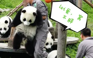 Download Video: 【大熊猫皓月】喜小十急吼吼奔向盆盆奶，小路痴又跑偏了