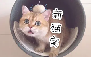 猫窝 搜索结果 哔哩哔哩 Bilibili