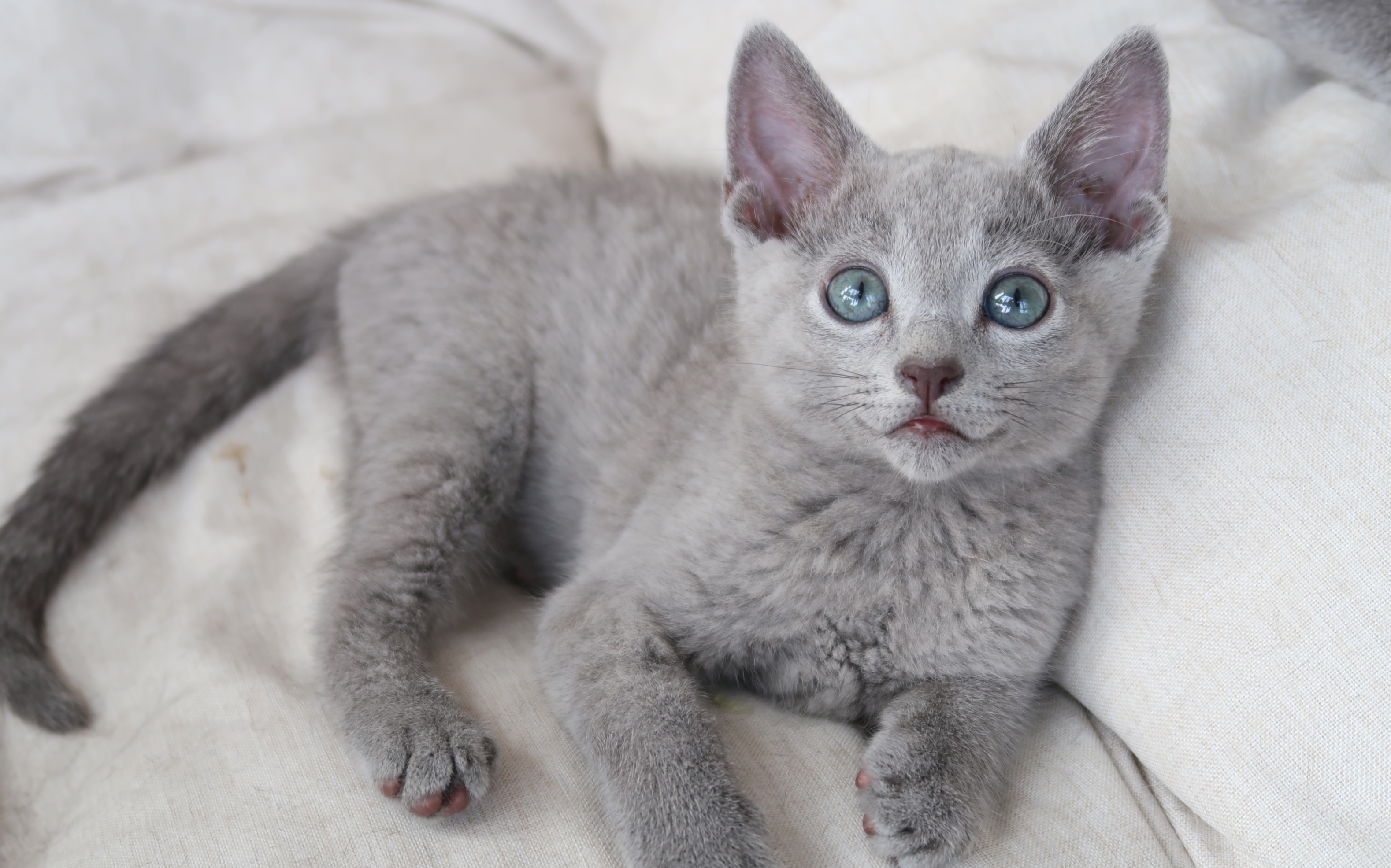俄罗斯蓝猫小时候图片