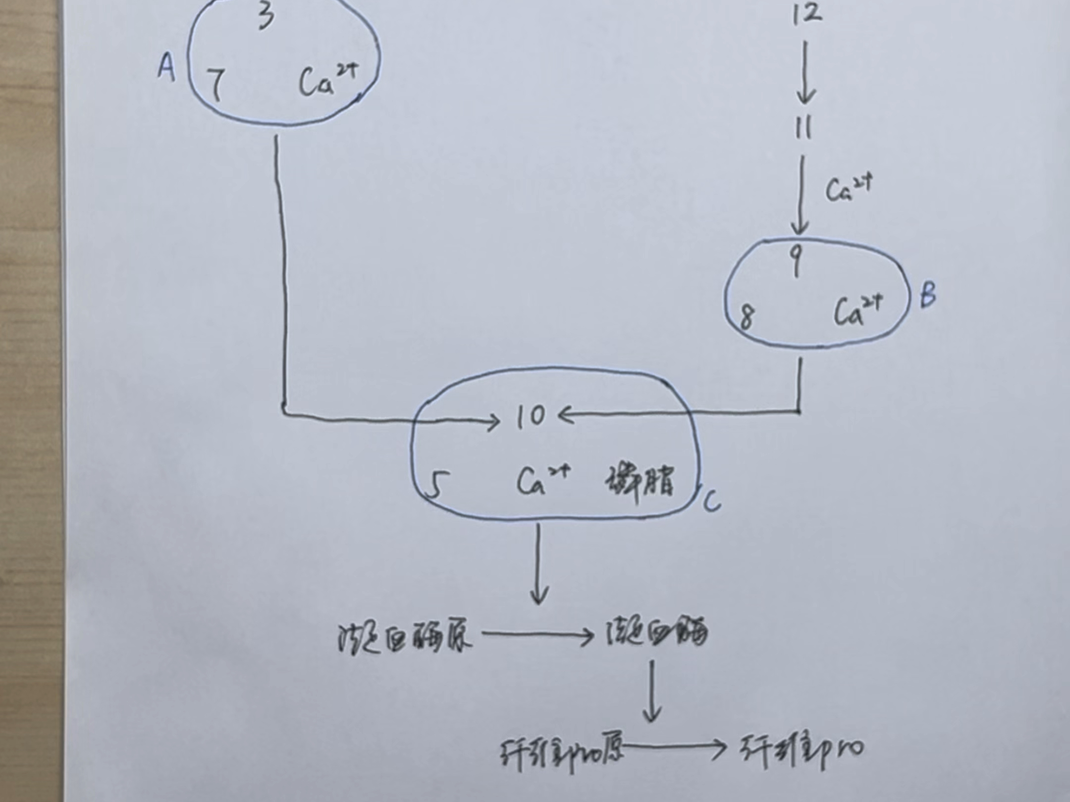 [图]【抗凝抗板药】从机制讲清血栓、凝血途径、抗凝抗板药物