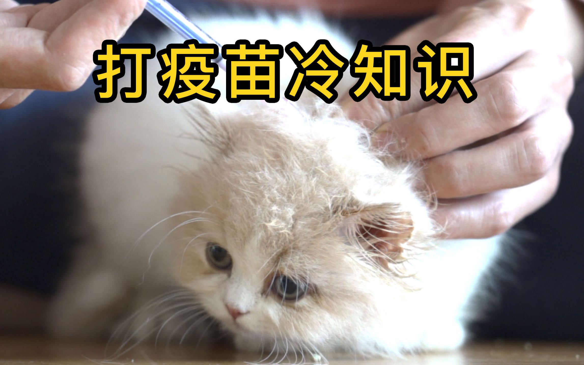 小猫咪什么时候打疫苗最好?该打多少针?哔哩哔哩bilibili