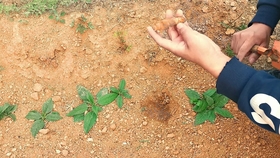 菊芋洋姜 野外生存可食用植物 相当于野生的土豆 采收一些储存准备过冬 哔哩哔哩 つロ干杯 Bilibili