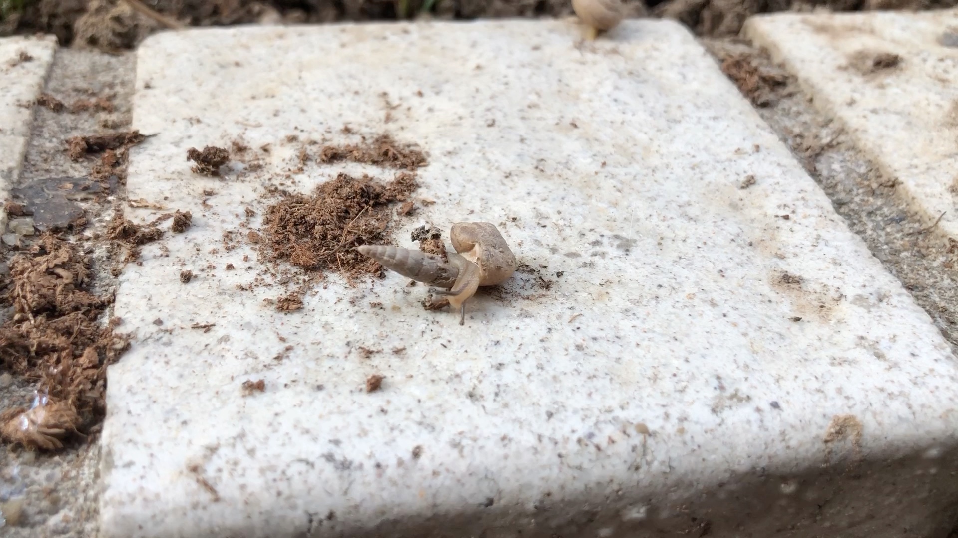 跑得快的小蜗牛#迷你蜗牛#自然