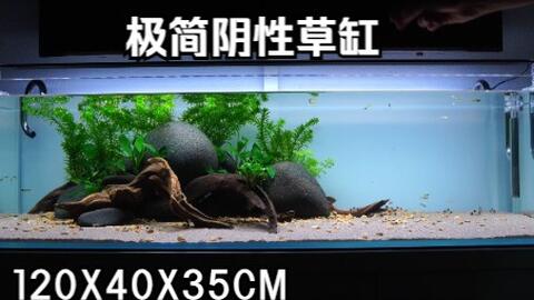 超好打理极简草缸太美了 无co2阴性草缸 那些大神们的开缸造景 草缸造景教学 草缸收藏系列 水草 热带鱼 观赏鱼 哔哩哔哩