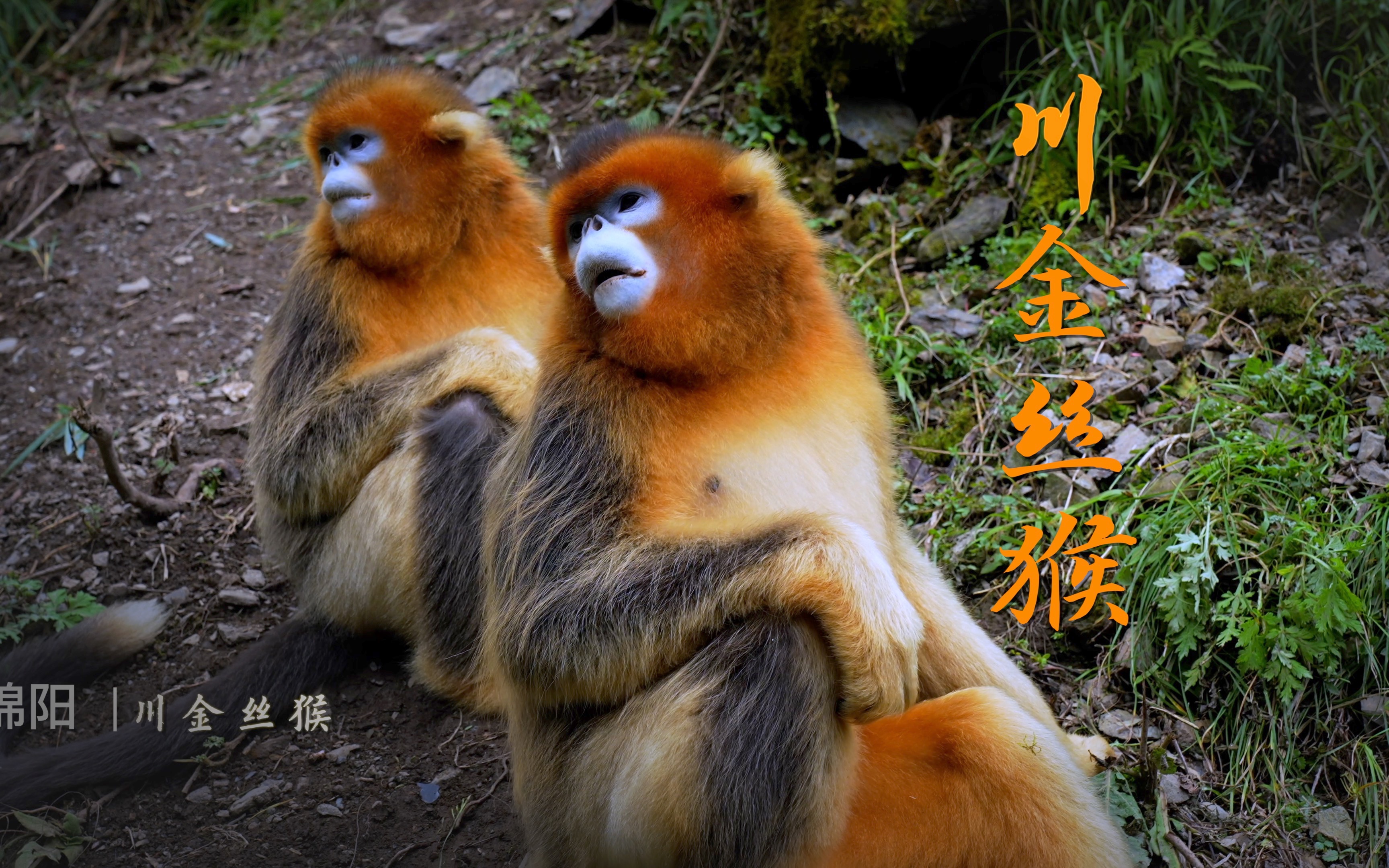 被峨眉山猴子欺负怕了,感受一下川金丝猴的乖巧,小心翼翼,金丝猴居然