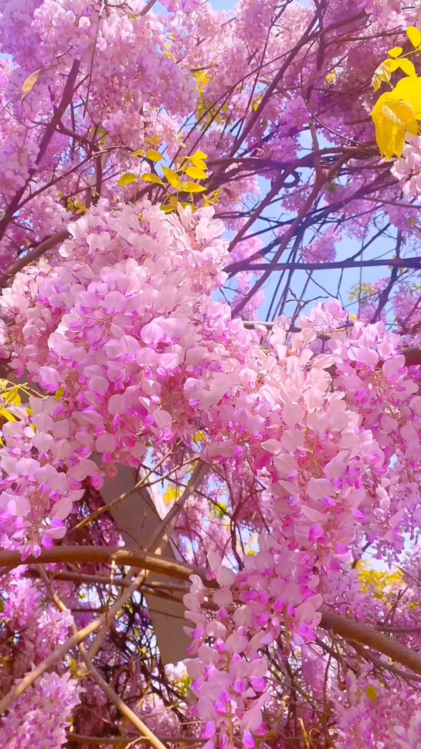 好看的花一定要分享给你#治愈系风景#好看的花一定要分享给你#花的