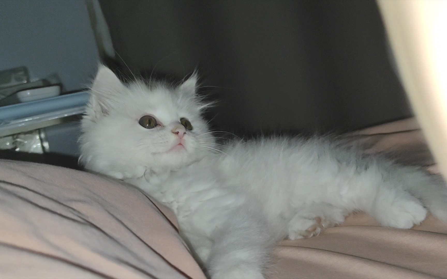 睡醒第一眼就有可爱小猫咪陪伴,是一种什么样的体验?