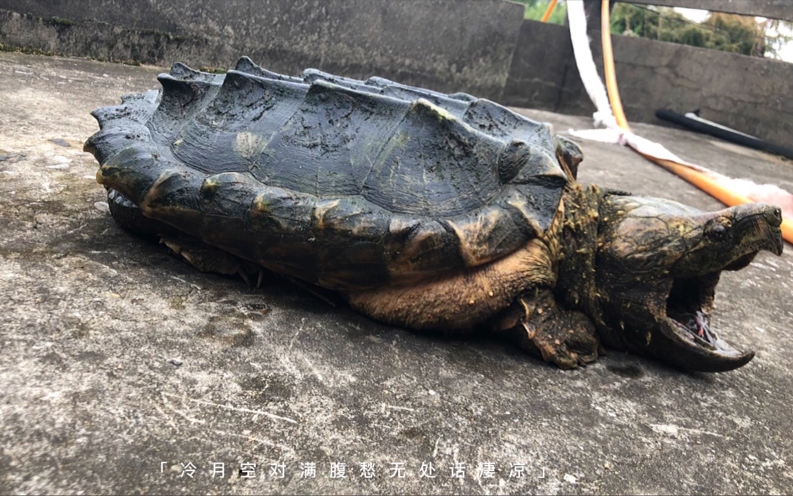 捕獲的野生大鱷龜