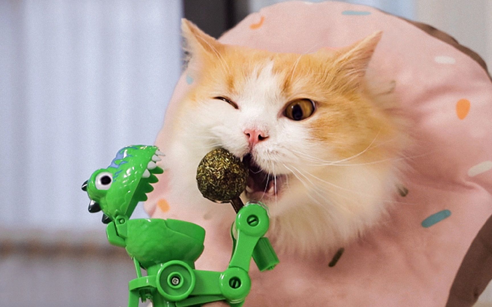 【花花与三猫】