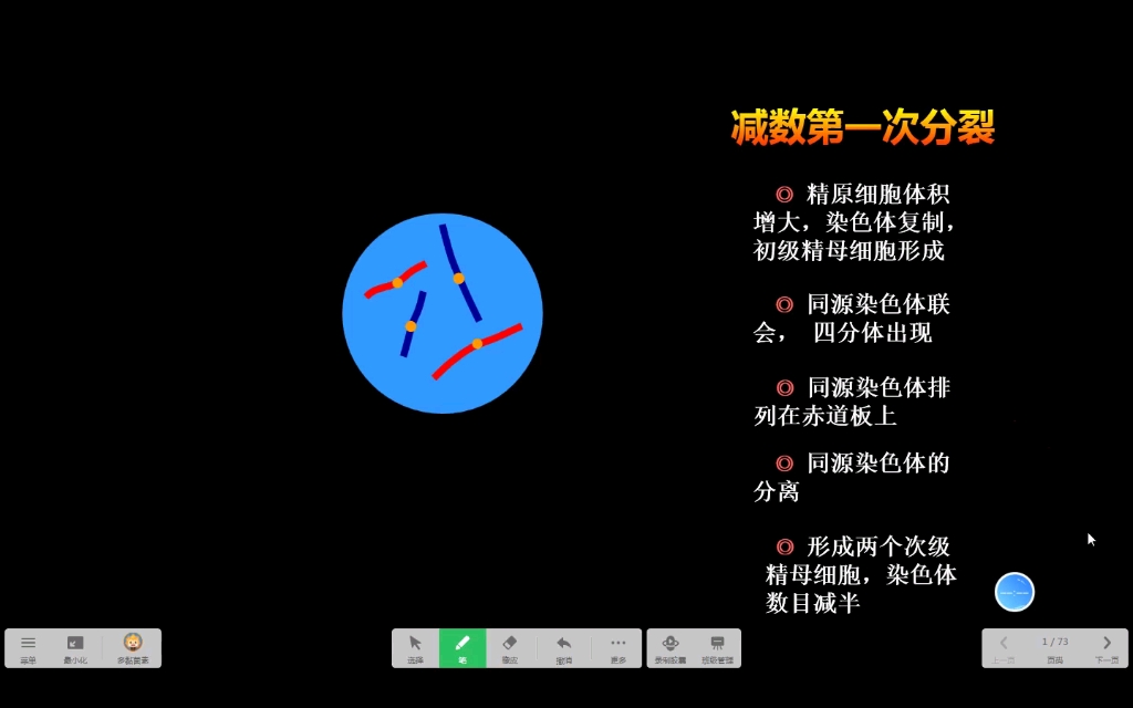 减速分裂,精子的形成过程哔哩哔哩bilibili