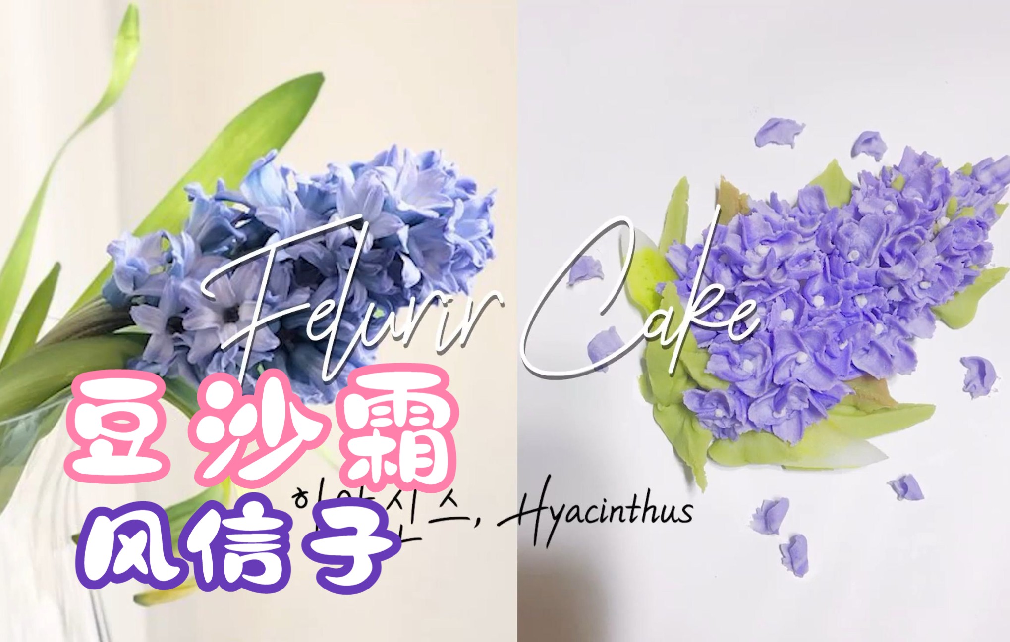 [fleurir cake]韩式豆沙霜 如何制作风信子哔哩哔哩bilibili