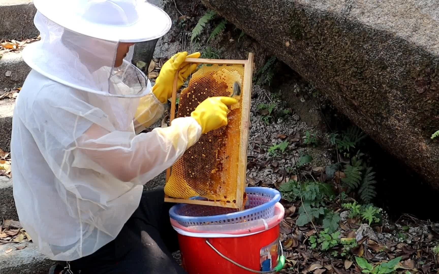小伙用汤勺刮蜂蜜划开蜡盖的感觉真舒服浓浓的荔枝蜜往桶里流