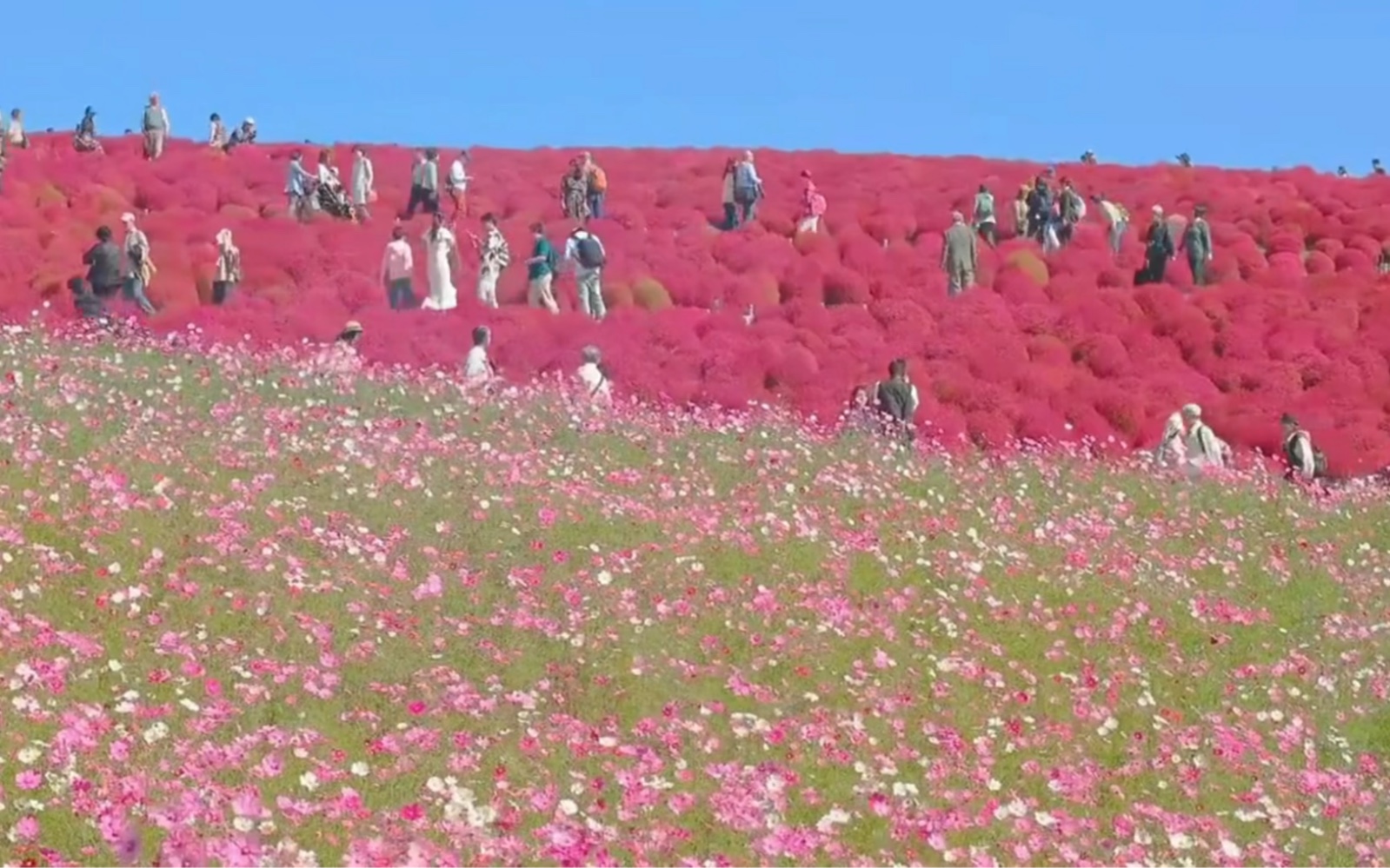 [图]“漫山遍野的花海，当然是分享给最最最最重要的人来一起看”