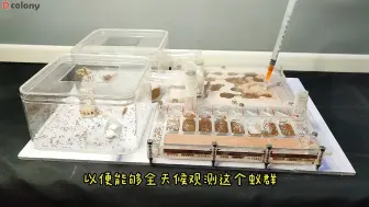 Download Video: 我为我的细纹毛切叶蚁Trichomyrmex destructor群落制造了梦寐以求的蚁巢